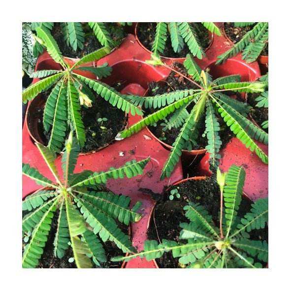 Little Tree Plant (Biophytum sensitivum) - Medium - Charterhouse Aquatics