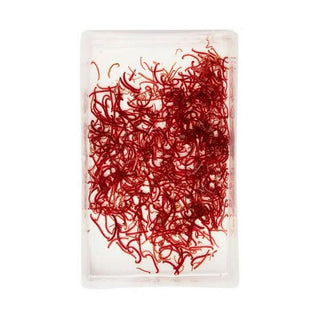 LIVE Bloodworm LARGE (100ml) - Charterhouse Aquatics