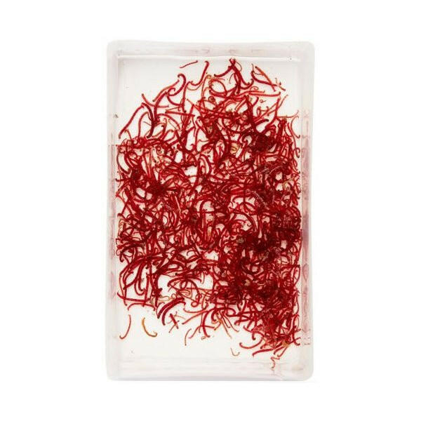 LIVE Bloodworm SMALL (100ml) - Charterhouse Aquatics