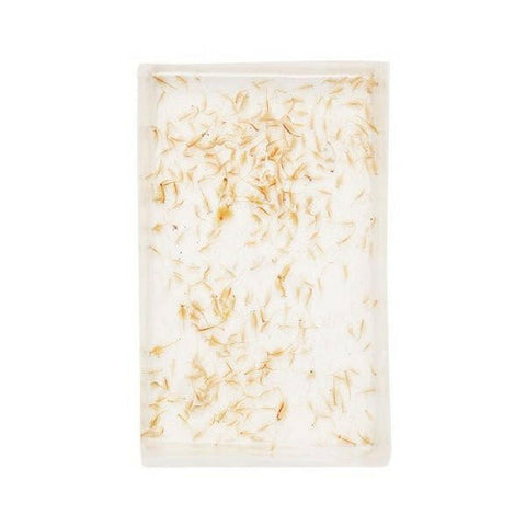 LIVE Brine Shrimp (Artemia) (100ml) - Charterhouse Aquatics