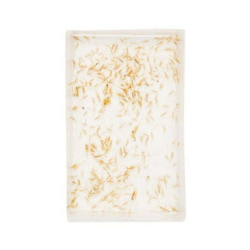 LIVE Brine Shrimp (Artemia) (100ml) - Charterhouse Aquatics
