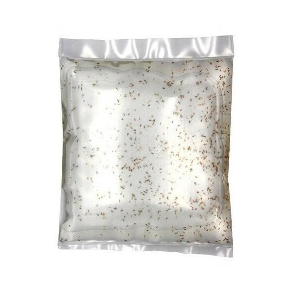 LIVE Copepods (100ml) - Charterhouse Aquatics