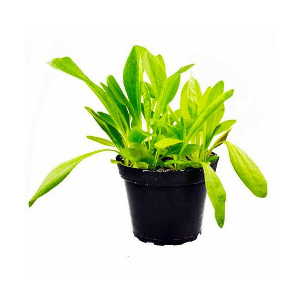 Live Food Plant Plantain - 10cm Pot - Charterhouse Aquatics