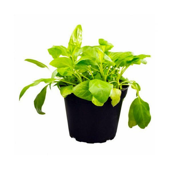 Live Food Plant Selfheal - 10cm Pot - Charterhouse Aquatics