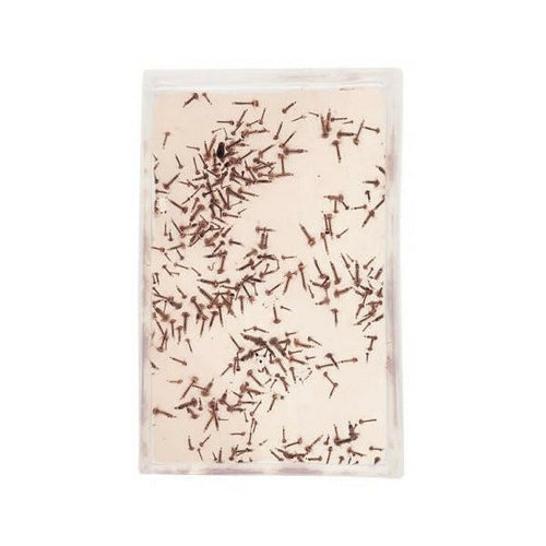 LIVE Glassworm (100ml) - Charterhouse Aquatics