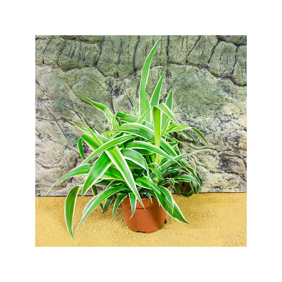 Live Plant Chlorophytum sp (6cm pot) - Charterhouse Aquatics