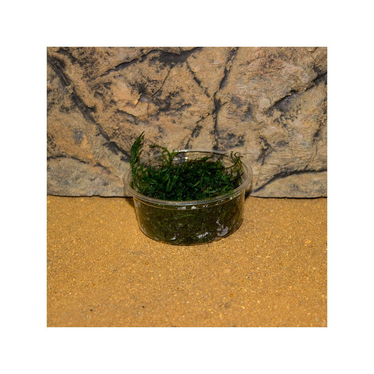 Live Plant Flame Moss (80cc Cup) - Charterhouse Aquatics