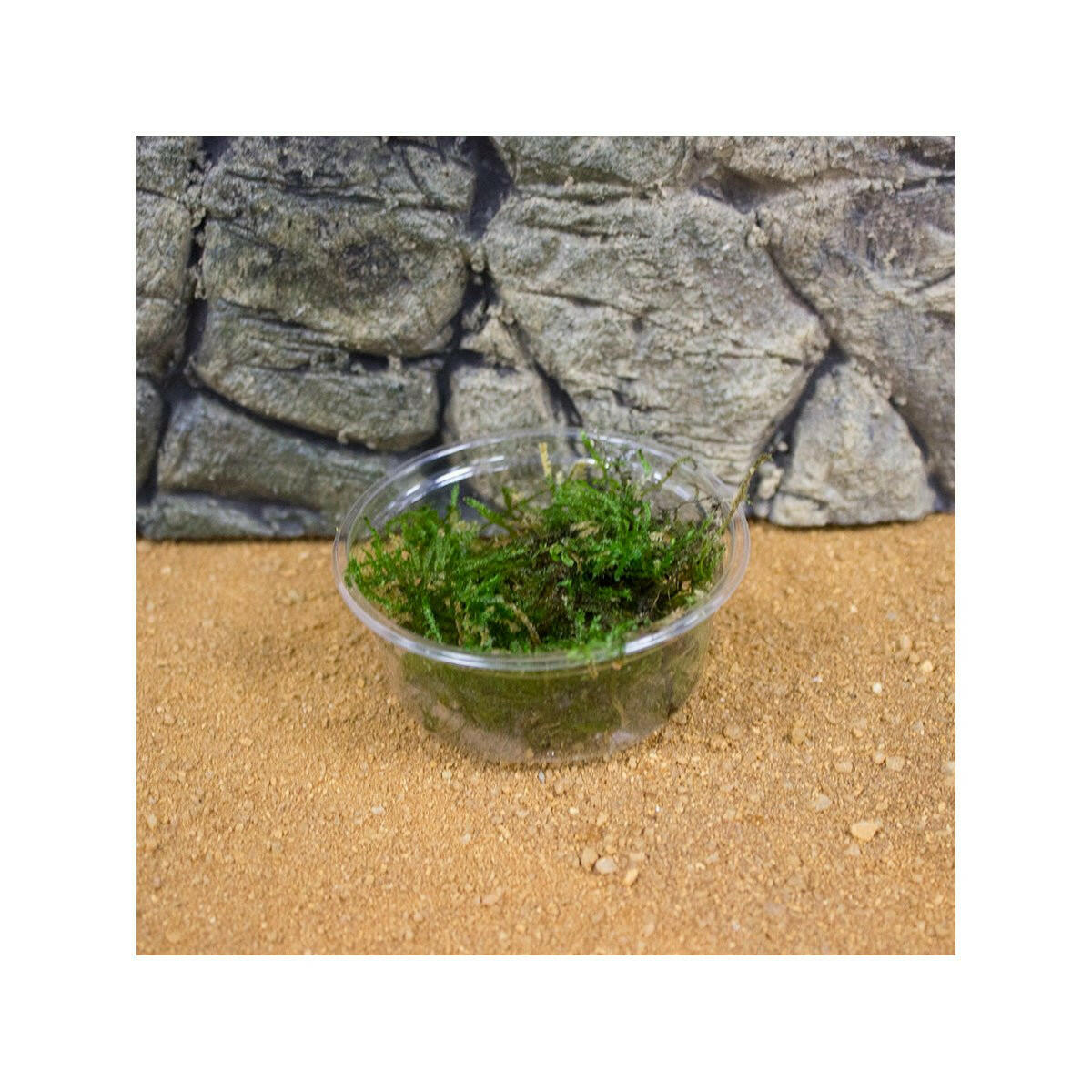 Live Plant Taiwan Moss (80cc Cup) - Charterhouse Aquatics