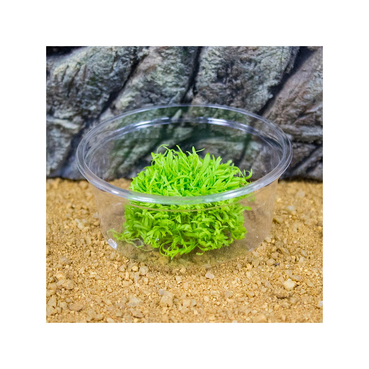 Live Plant Utricularia (80cc cup) - Charterhouse Aquatics
