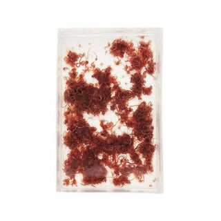 LIVE Tubifex (100ml) - Charterhouse Aquatics