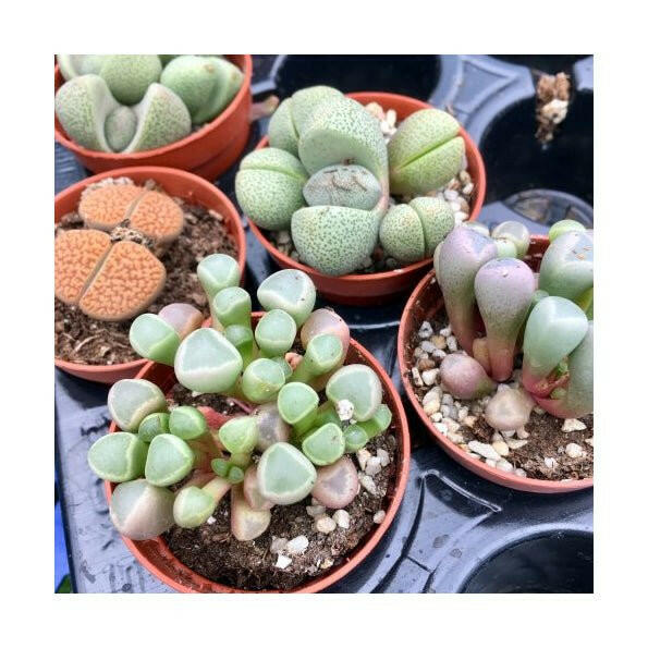 Living Stones - Lithops sp. - 5.5cm Pot - Charterhouse Aquatics