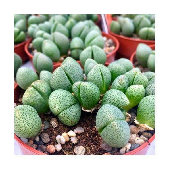 Living Stones (Lithops sp.) - 8cm Pot - Charterhouse Aquatics