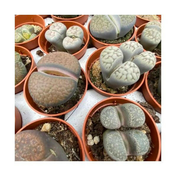 Living Stones (Lithops sp.) - Small - Charterhouse Aquatics