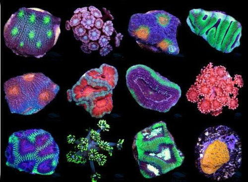 LPS Frag Pack (12 Frags) - Charterhouse Aquatics