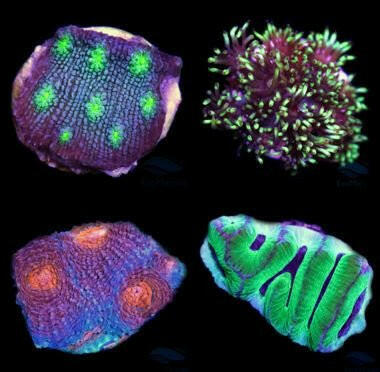 LPS Frag Pack (4 Frags) - Charterhouse Aquatics
