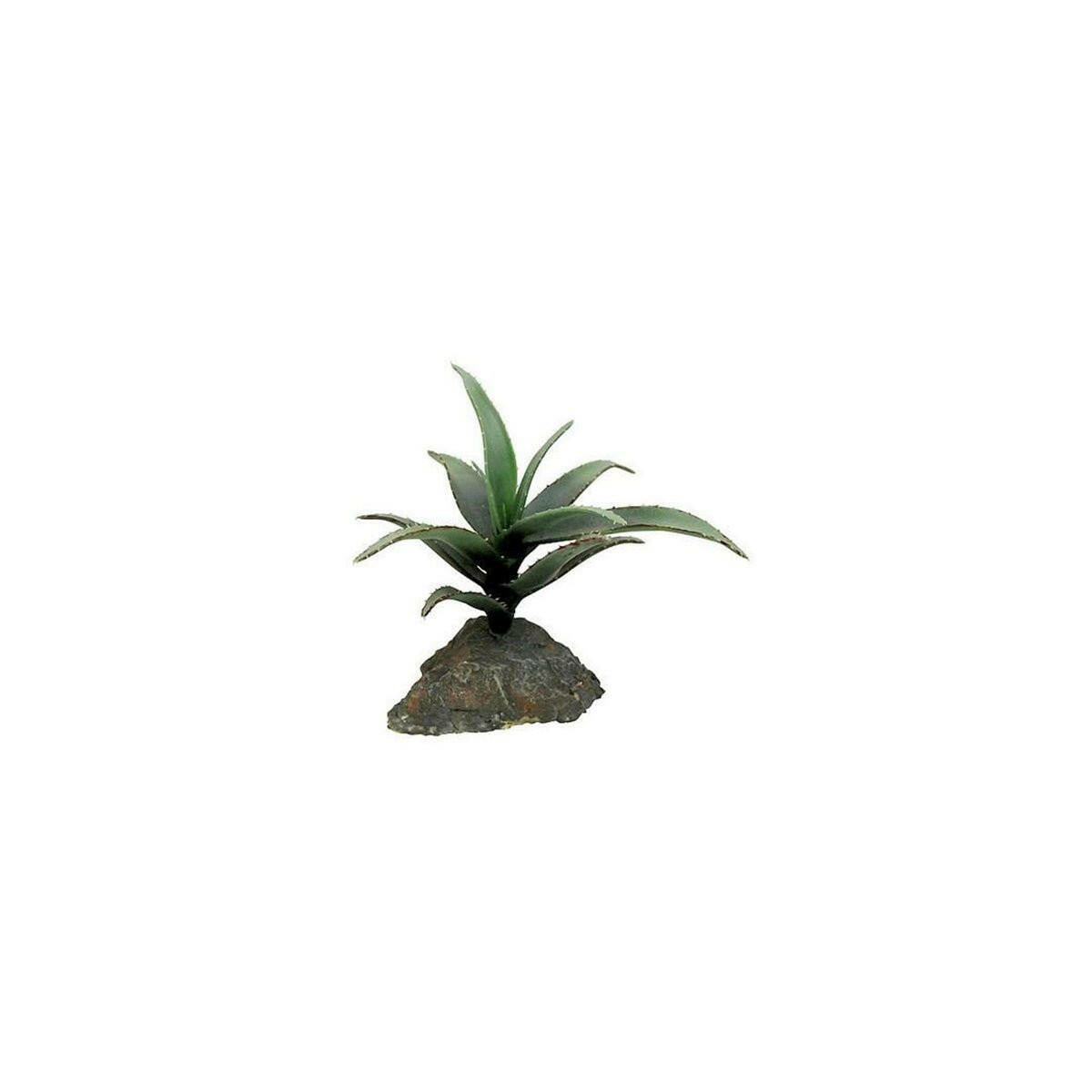 Lucky Reptile Agave medium approx 15cm - Charterhouse Aquatics