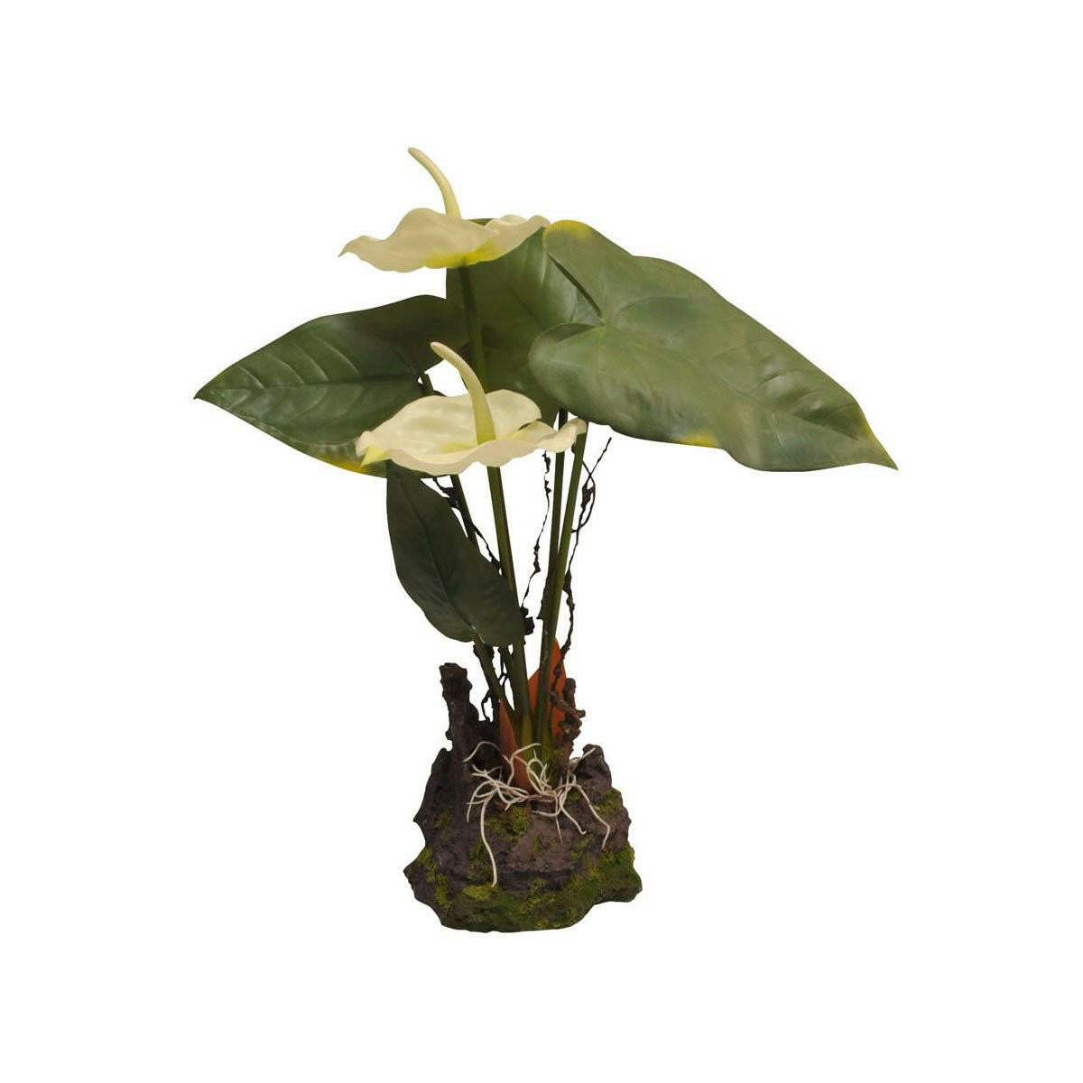 Lucky Reptile Anthurium White 30cm - Charterhouse Aquatics