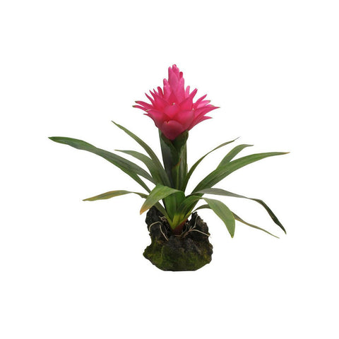Lucky Reptile Bromeliad Purple 30cm - Charterhouse Aquatics