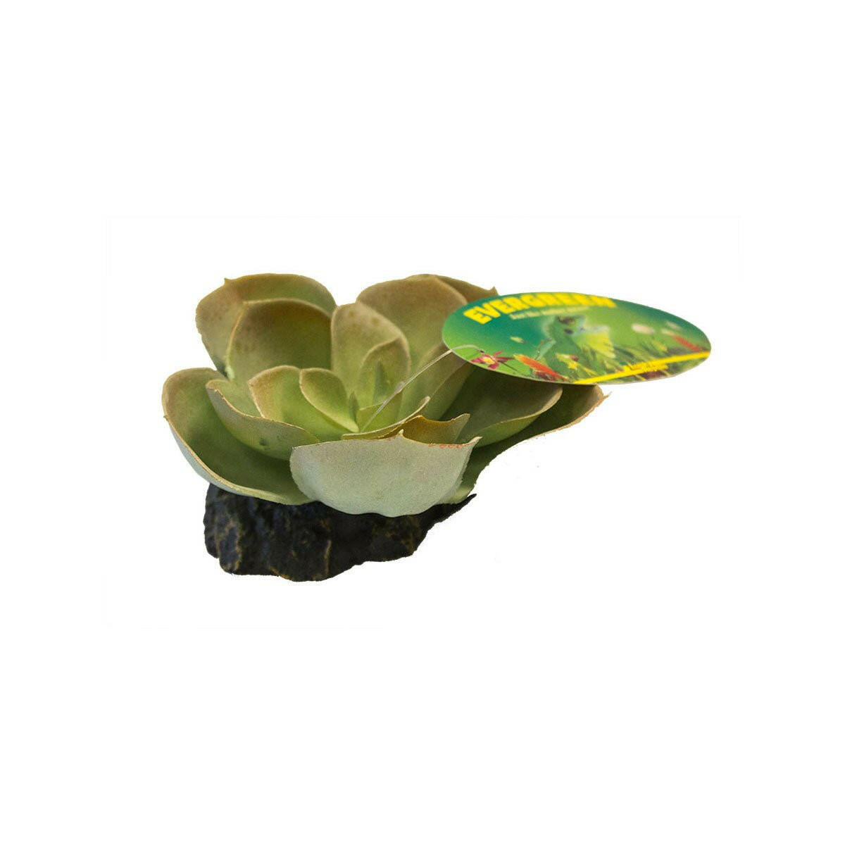 Lucky Reptile Echeveria - Charterhouse Aquatics