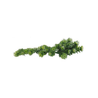 Lucky Reptile Turtle Plant: Horn Fern - Charterhouse Aquatics
