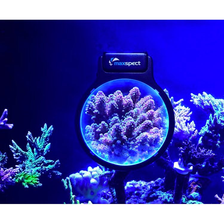 Maxspect Pastel Reef Magnifier - Grande - Charterhouse Aquatics