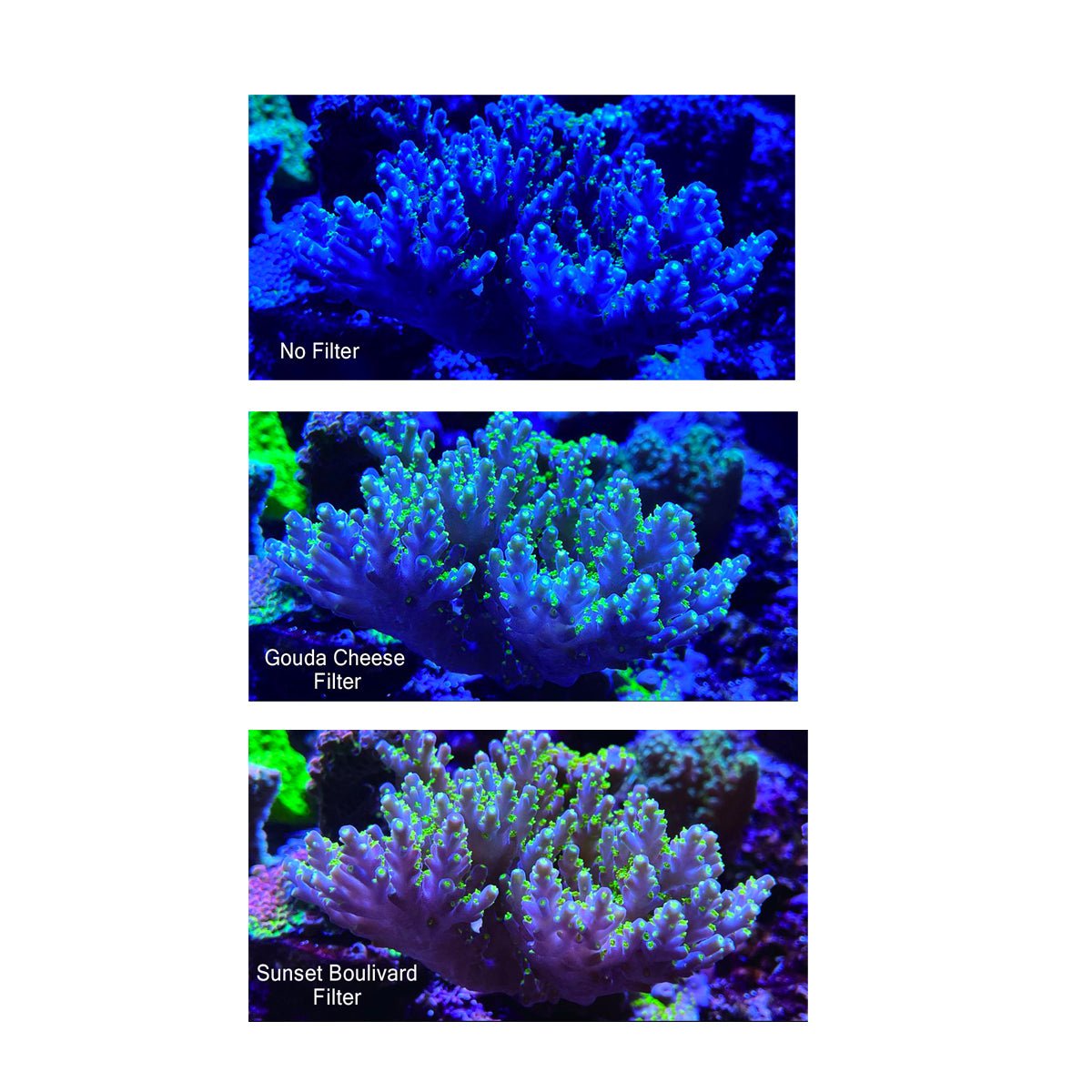 Maxspect Pastel Reef Magnifier Grande - Lens Set - Charterhouse Aquatics