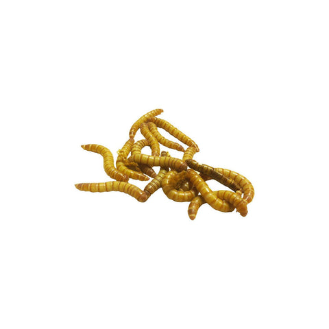 Mealworms 60g - Charterhouse Aquatics