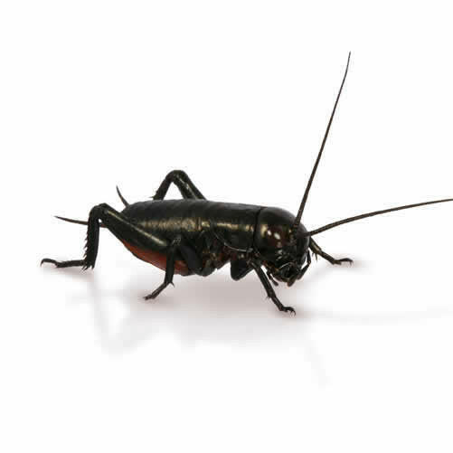 Medium Black Crickets 8-12mm - 100 Pack - Charterhouse Aquatics