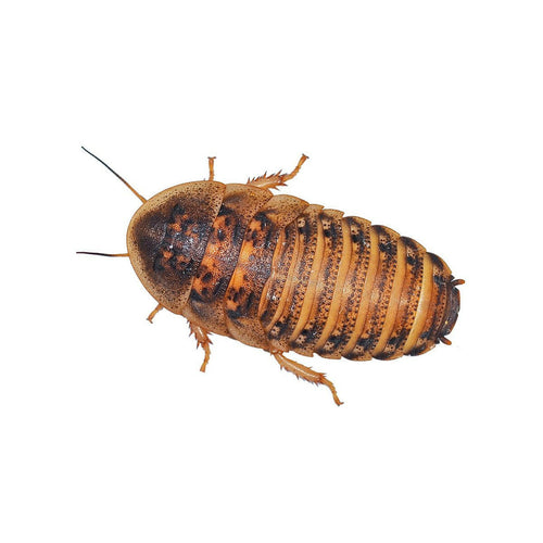 Medium Dubia Cockroaches 16-20mm - 15 Pack - Charterhouse Aquatics