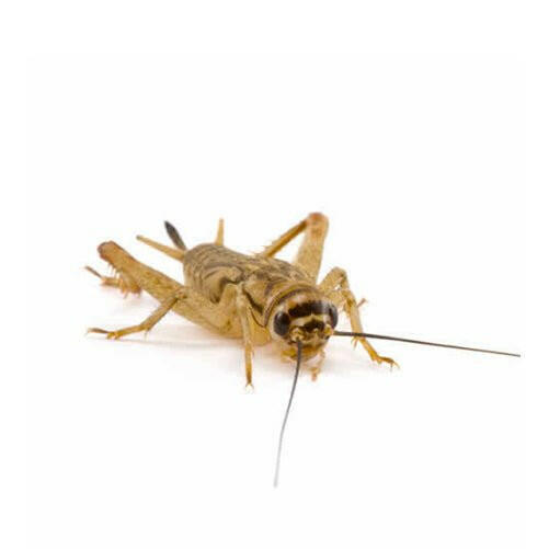 Medium Small Silent Brown Crickets 6-8mm - 175 Pack - Charterhouse Aquatics