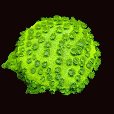 Metallic Green Cyphastrea Frag - Charterhouse Aquatics