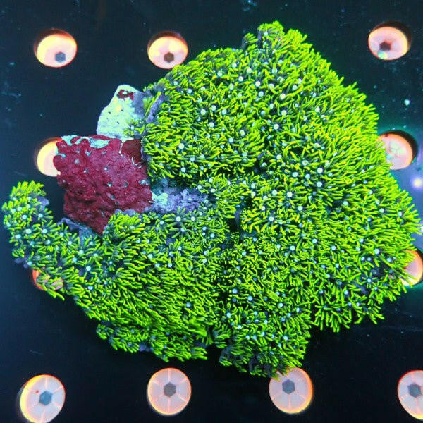 Metallic Green White Centre Star Polyp Colony - Charterhouse Aquatics