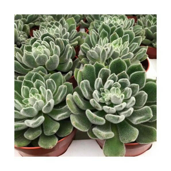 Mexican Fire Cracker (Echeveria setosa) - Large - Charterhouse Aquatics