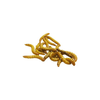 Mini Mealworms 50g - Charterhouse Aquatics