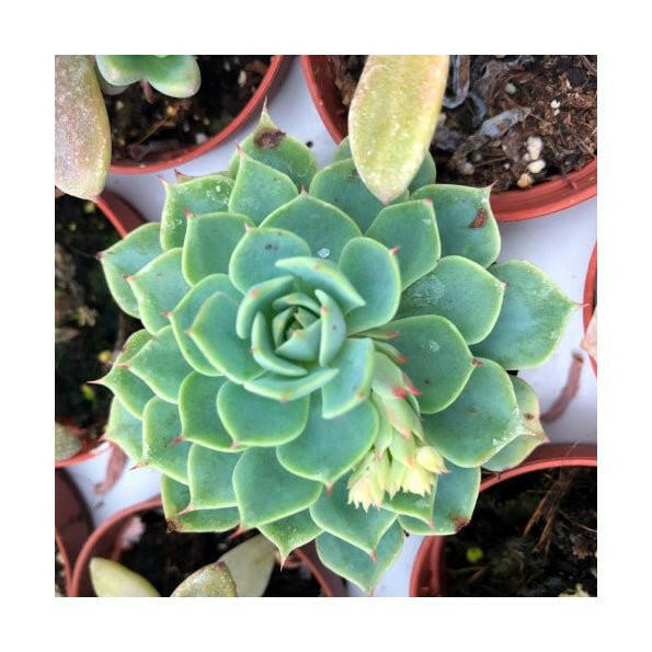 Molded Wax Agave (Echeveria agavoides) - 8.5cm pot - Charterhouse Aquatics