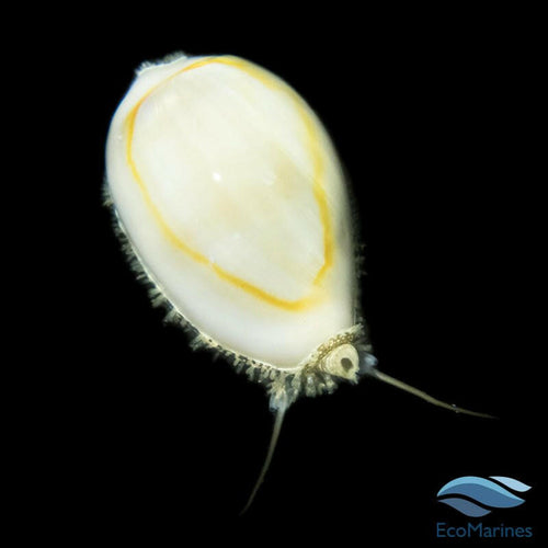 Money Cowries - Charterhouse Aquatics
