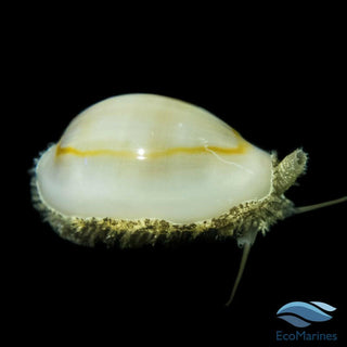 Money Cowries - Charterhouse Aquatics