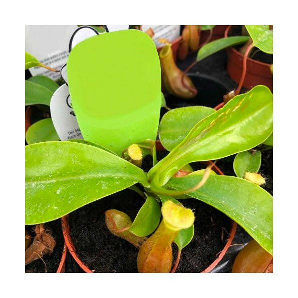 Monkey Cups (Nepenthes sp.) - 8cm Pot - Charterhouse Aquatics