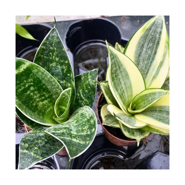 Mother-in-law's Tongue (Sansevieria trifasciata) - 5.5cm Pot - Charterhouse Aquatics