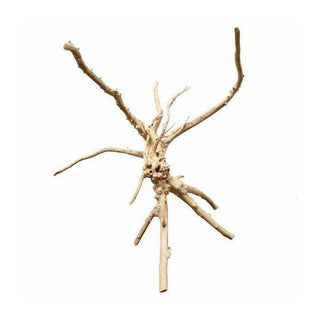 Myoken Wood - 30-40cm - Charterhouse Aquatics