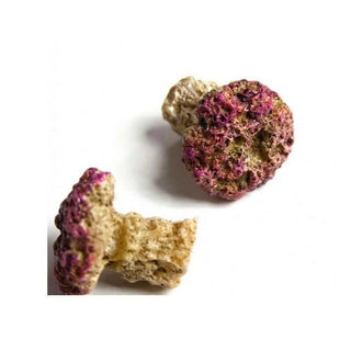 Natureform Coral Frag Plug (Standard) x10 - Charterhouse Aquatics