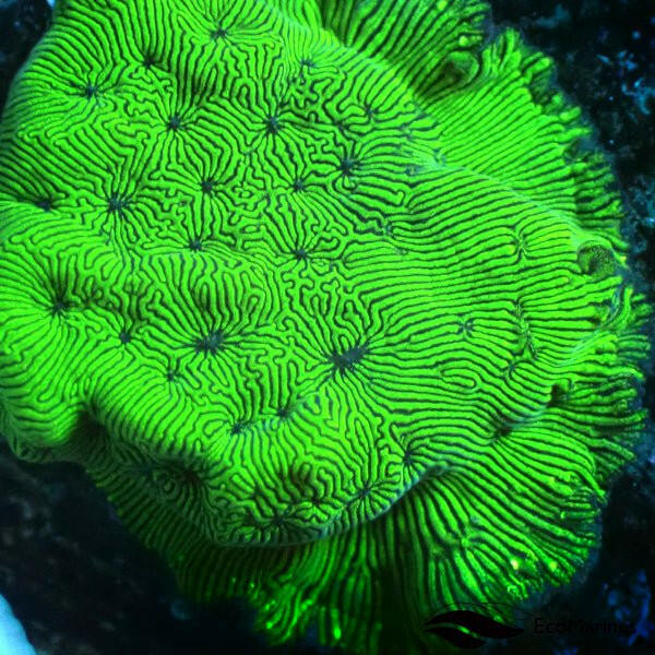 Oil Slick Leptoseris Frag - Charterhouse Aquatics