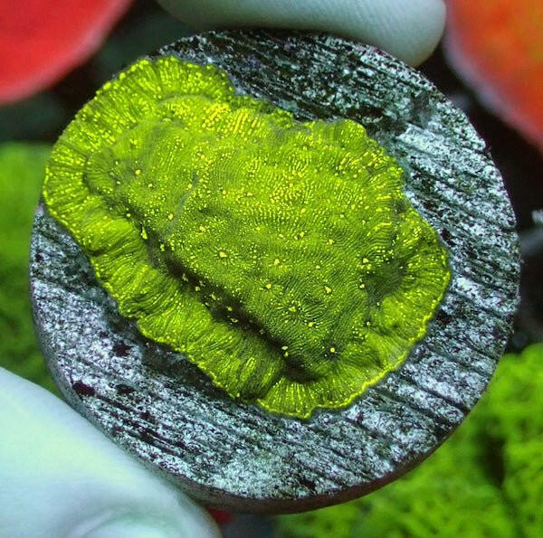 Oil Slick Leptoseris Frag - Charterhouse Aquatics