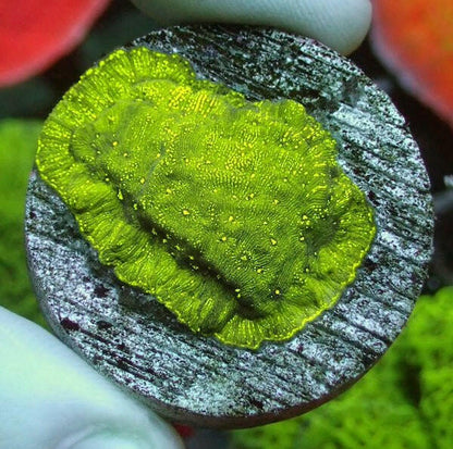 Oil Slick Leptoseris Frag - Charterhouse Aquatics