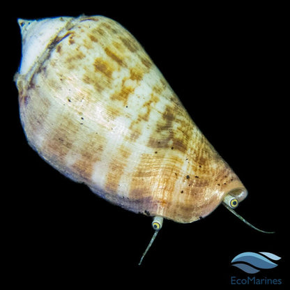 Orange Lipped Conch Snail - Charterhouse Aquatics
