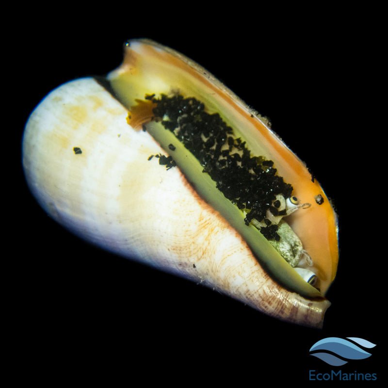 Orange Lipped Conch Snail - Charterhouse Aquatics
