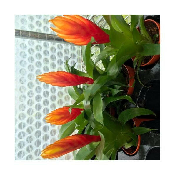 Orange Spike Bromeliad (Vriesea 'El Dorado') - Small - Charterhouse Aquatics