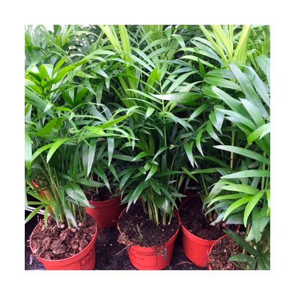 Parlour Palm (Chamaedorea elegans) - Medium - Charterhouse Aquatics