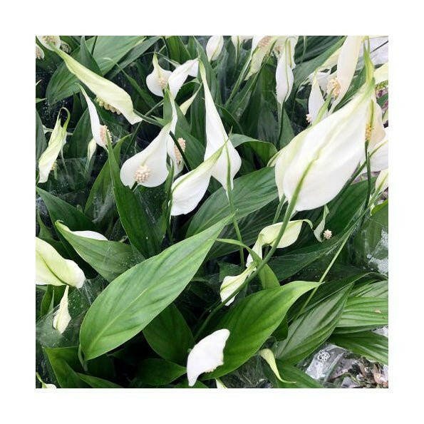 Peace Lily (Spathiphyllium sp.) - 6cm Pot - Charterhouse Aquatics