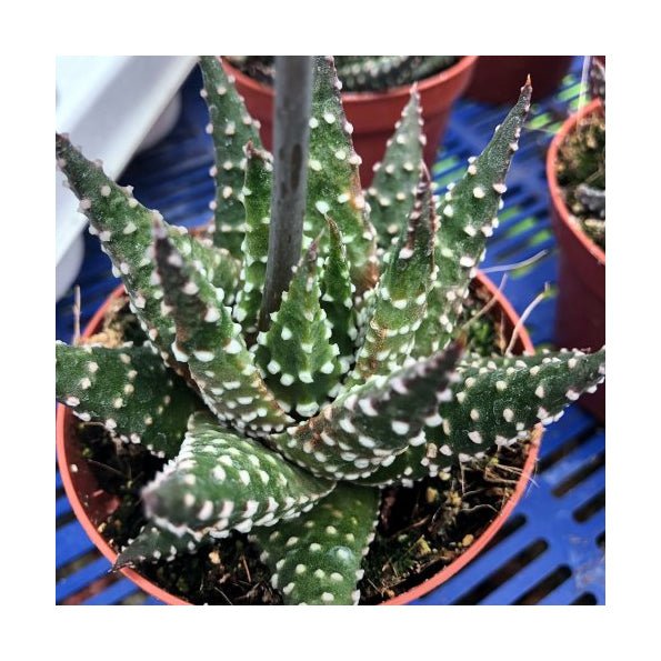 Pearl Plant (Haworthia margaritifera) - 8.5cm Pot - Charterhouse Aquatics